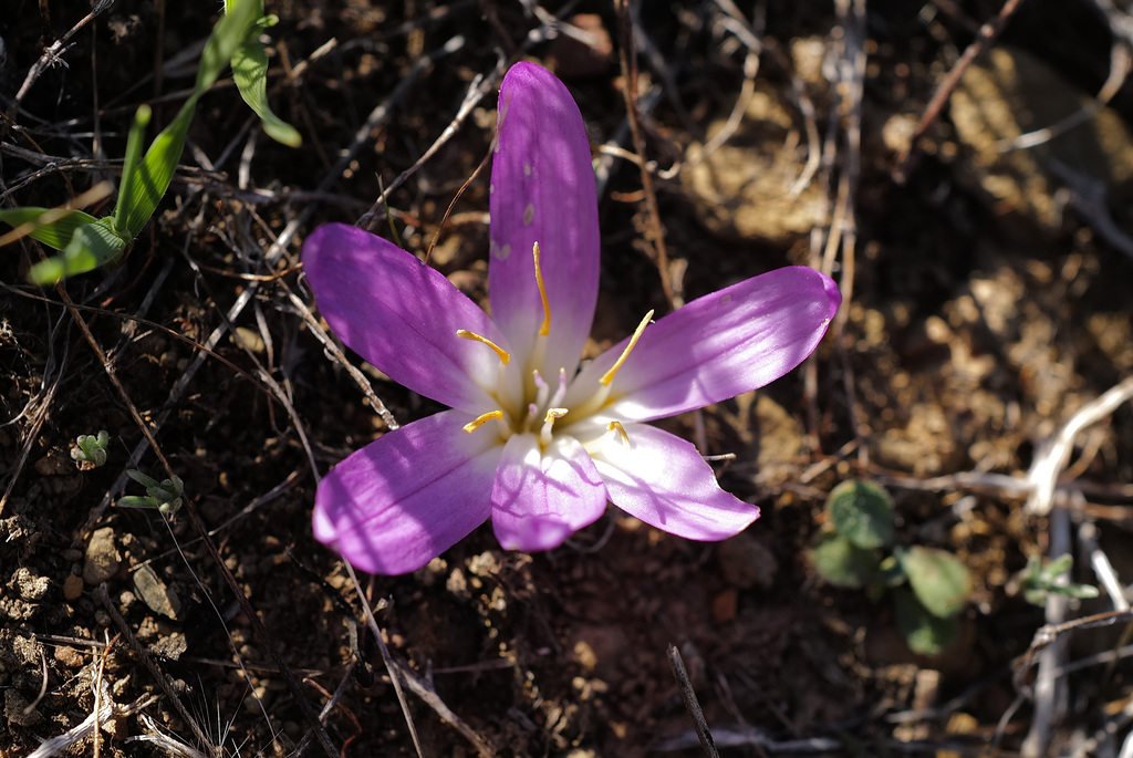 Merendera filifolia, Penedos