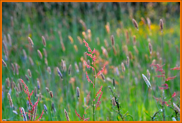 Rumex Acetosa between