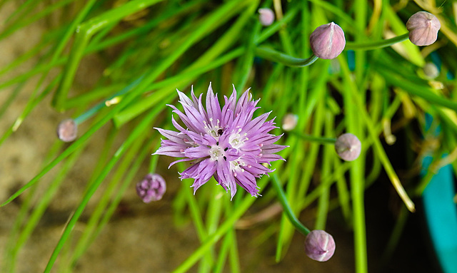 20220517 0999CPw [D~LIP] Schnittlauch (Allium schoenoprasum), Bad Salzuflen