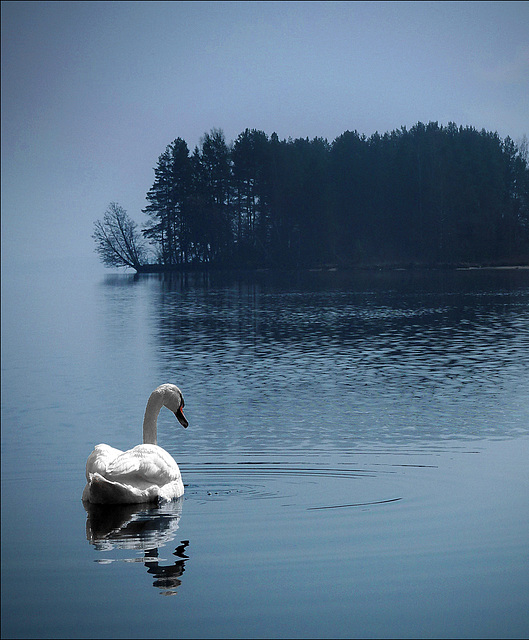 My swan...