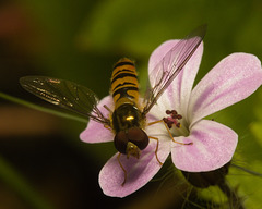 IMG 0114 Marmalade Hoverfly-2