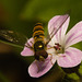 IMG 0114 Marmalade Hoverfly-2