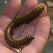 IMG 3151 Millipede-2