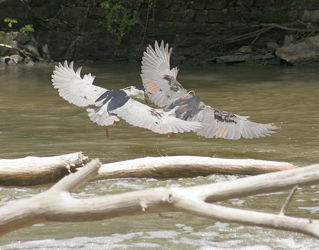 Bihoreau gris /Black-crowned night heron Bihoreau gris /Black-crowned night heron
