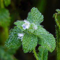 Common Hemp-nettle / Galeopsis tetrahit