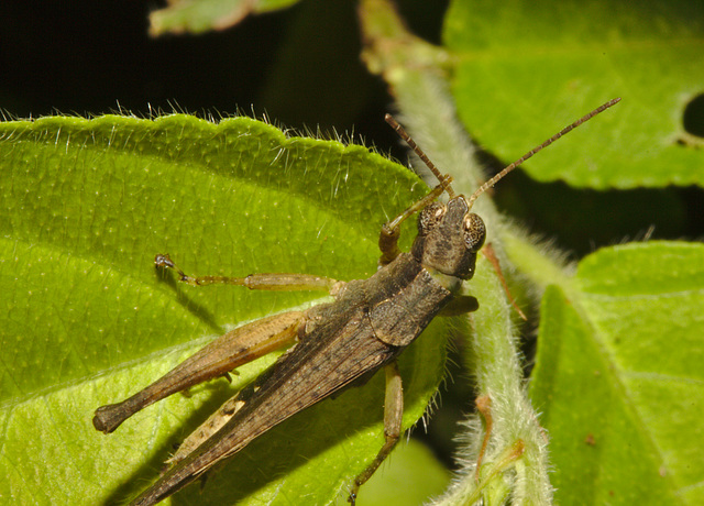 IMG 8845grasshopper 01