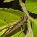 IMG 8845grasshopper 01