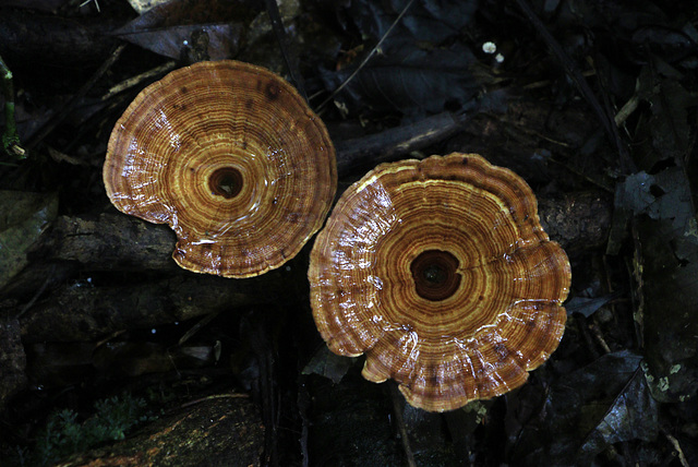 Rainforest Fungi