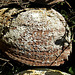 Abalone still life