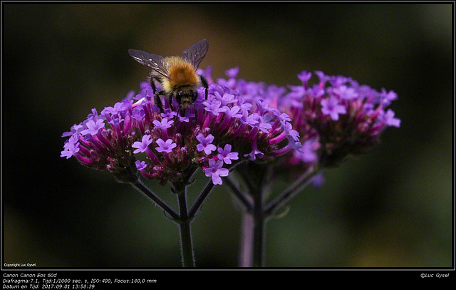 IMG 6770.jpg Vinders macro 180mm