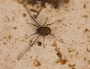 HarvestmanIMG 9469v2