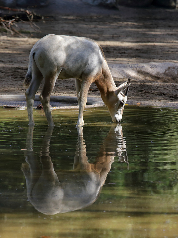 Explored - Spieglein Spieglein ... (Wilhelma)