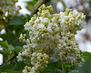 Lilas blanc...