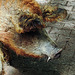20200516 7350CPw [D~HF] Ungarisches Wollschwein, [Mangalica-Schwein] Herford
