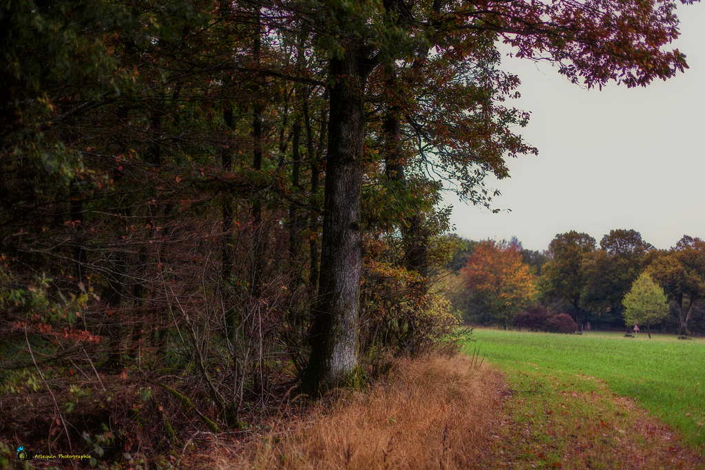 La lisière de la forêt