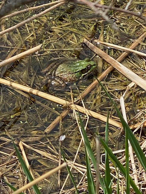 frog 2