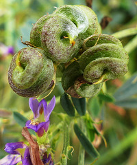 Whirligig seeds