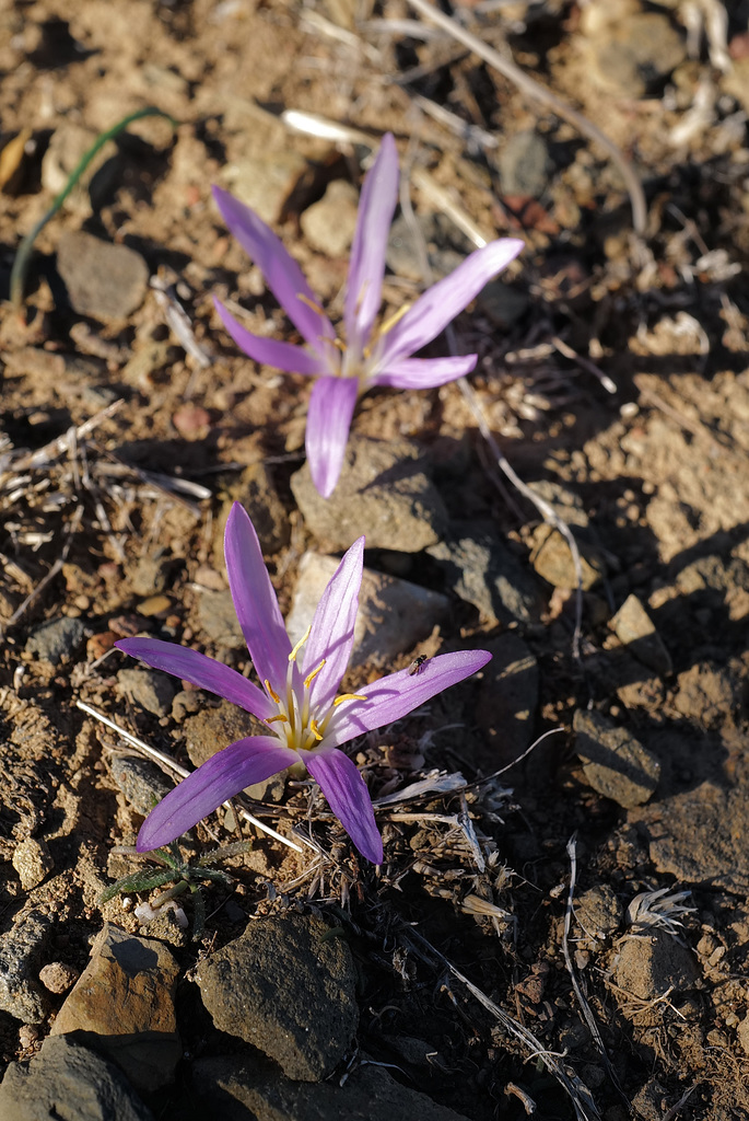 Merendera montana, Penedos