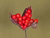 Stinking Iris Berries