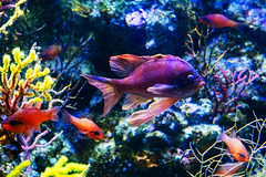 Tuka Flagfish