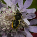 IMG 0118 Bee-1