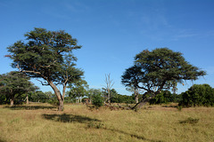 Zambia, Mosi-oa-Tunya National Park, Trees in the Savannah