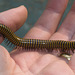 IMG 3153 Millipede