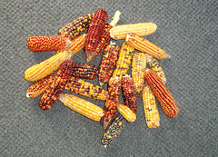 our beautiful corn