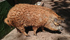 20200516 7351CPw [D~HF] Ungarisches Wollschwein, [Mangalica-Schwein] Herford