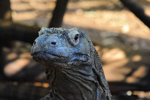 Komodo Dragon (1) - 3 August 2020