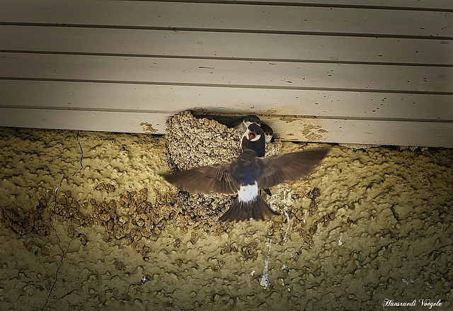 Stau beim Schwalben Nest