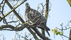 20200412 7199CPw [D~LIP] Berg-Ahorn (Acer pseudoplatanus), Ringeltaube (Columba palumus), Bad Salzuflen