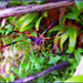 Seychelles : all'ingresso della foresta dove nasce il coco-de-mer, questo vistoso ragno gigante