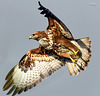 Ratonero común, águila ratonera [Buteo buteo]