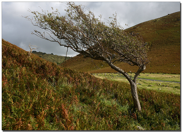 Valley of the Rocks: Windblown lone tree.