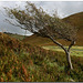 Valley of the Rocks: Windblown lone tree.