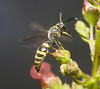 IMG 0131 Solitary Wasp