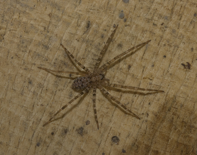 IMG 3157 Spider-4-5-1