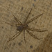 IMG 3157 Spider-4-5-1