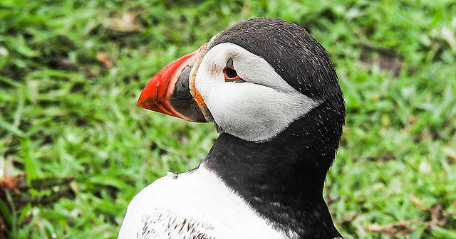 20190612 5082CPw [R~GB] Papageitaucher, Skomer, Wales