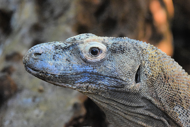 Komodo Dragon (2) - 3 August 2020