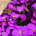 Fleißige kleine Biene 2