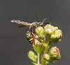 IMG 0133 Solitary Wasp-2