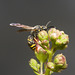 IMG 0133 Solitary Wasp-2