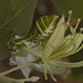 IMG 3169 Praying Mantid-2-2