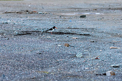 Båtsfjord (Báhcavuonna)