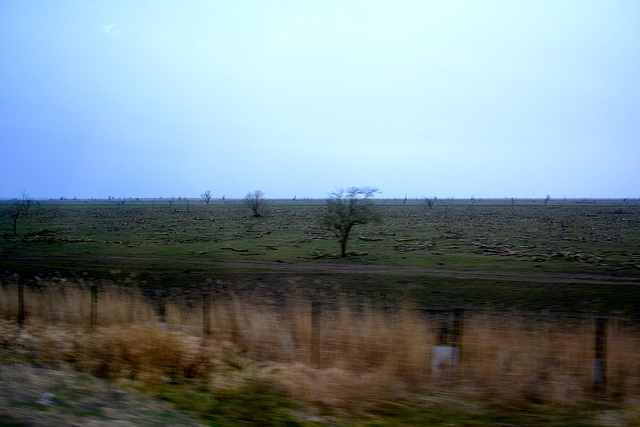 Nature reserve Oostvaardersplassen