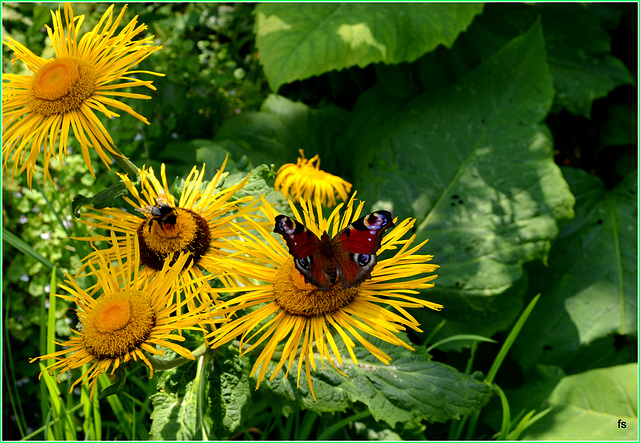 The flowers the bees and the butterflies....