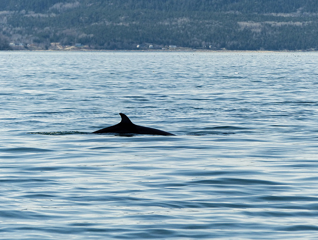 Day 7, Minke Whale off Tadoussac, Quebec