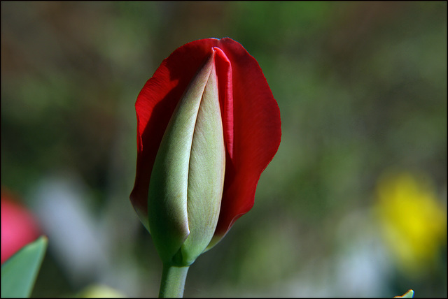 Entfaltung